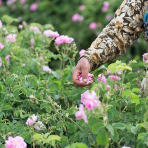 L’Oro Rosa del Marocco: Benefici e Ricette Tradizionali con l’Olio Essenziale di Rosa Damascena